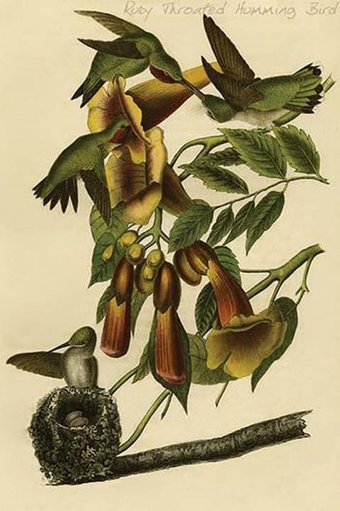 Ruby Throated Humming Bird by John James Audubon - Art Print