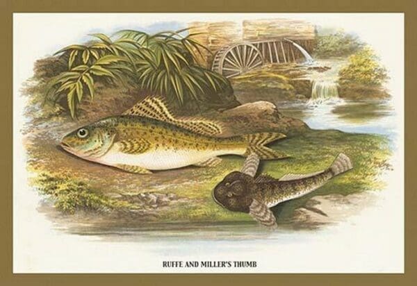 Ruffe and Miller's Thumb by A.F. Lydon - Art Print