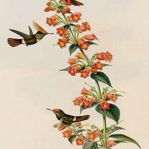 Rufous-Crested Coquette Hummingbird by John Gould - Art Print