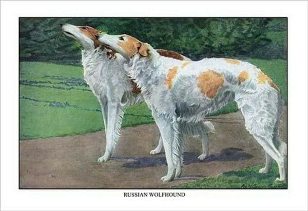 Russian Wolfhound by Louis Agassil Fuertes - Art Print