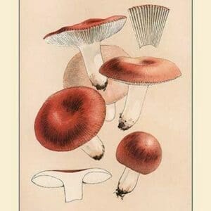 Russula Emetila (Poisonous) by W. Hamilton Gibson - Art Print