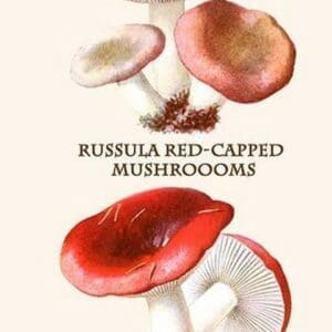 Russula Red-Capped Mushroooms By Edmund Michael #2 - Art Print