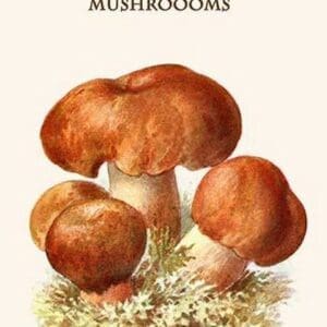 Russula Red-Capped Mushroooms By Edmund Michael #3 - Art Print