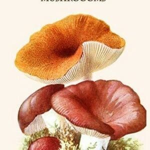 Russula Red-Capped Mushroooms By Edmund Michael #4 - Art Print