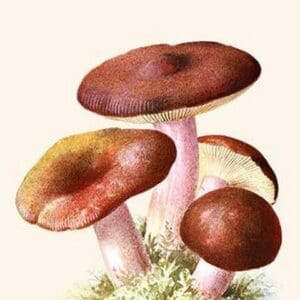 Russula Red-Capped Mushroooms By Edmund Michael - Art Print