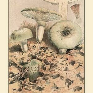 Russula Virescens by W. Hamilton Gibson - Art Print