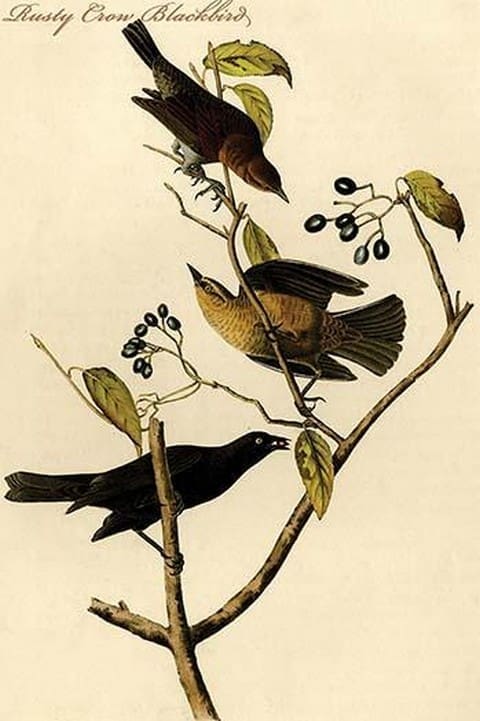 Rusty Crow Blackbird by John James Audubon - Art Print