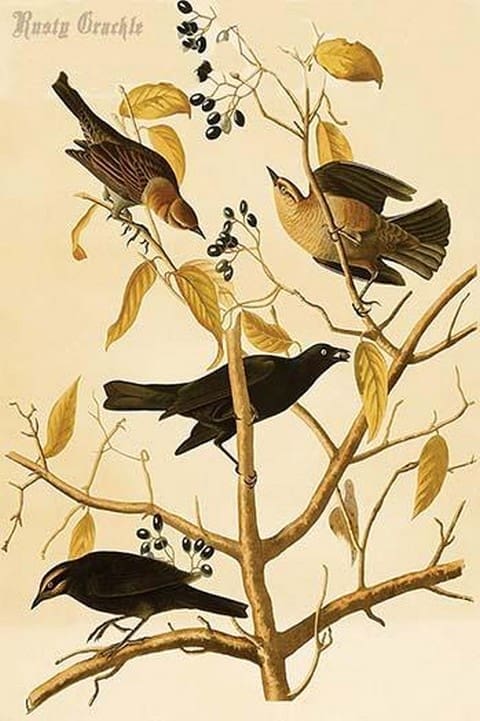 Rusty Grackle by John James Audubon - Art Print