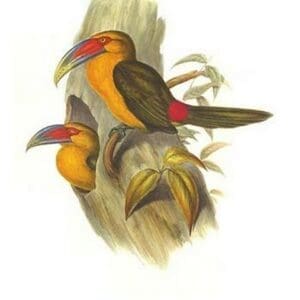 Saffron Toucanet by John Gould #2 - Art Print