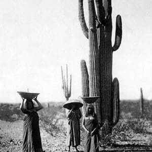 Saguaro Gatherers - Art Print