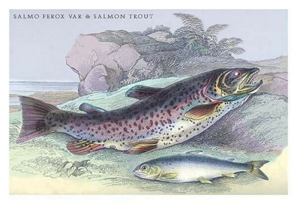 Salmon Feroxvar and Salmon Trout by Robert Hamilton - Art Print