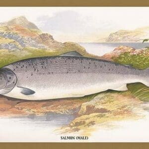 Salmon (Male) by A.F. Lydon - Art Print