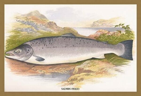 Salmon (Male) by A.F. Lydon - Art Print