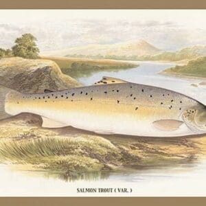 Salmon Trout (Var.) by A.F. Lydon - Art Print