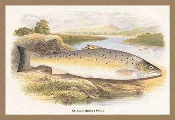 Salmon Trout (Var.) by A.F. Lydon - Art Print