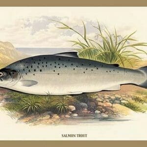 Salmon Trout by A.F. Lydon - Art Print