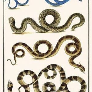 Sand Boa & Snakes by Albertus Seba - Art Print