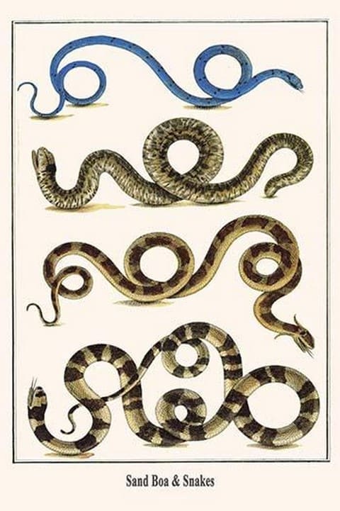 Sand Boa & Snakes by Albertus Seba - Art Print