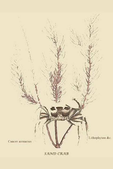 Sand Crab by Mark Catesby #2 - Art Print