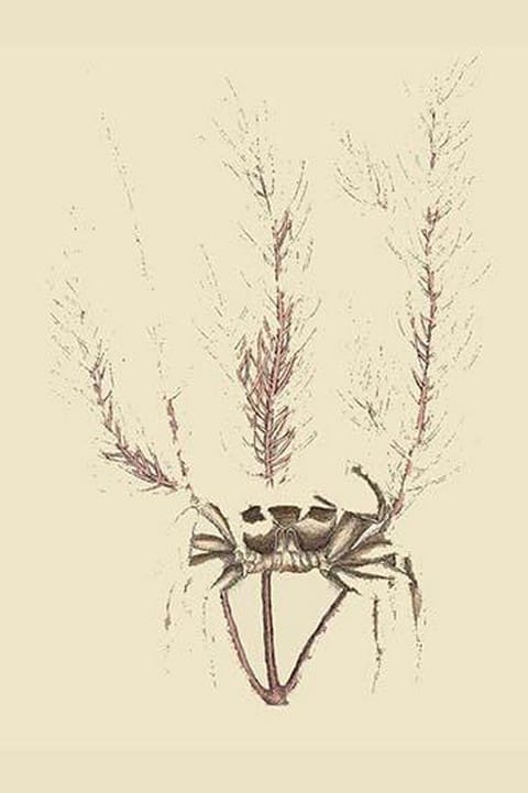 Sand Crab by Mark Catesby - Art Print