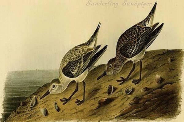 Sanderling Sandpiper by John James Audubon - Art Print