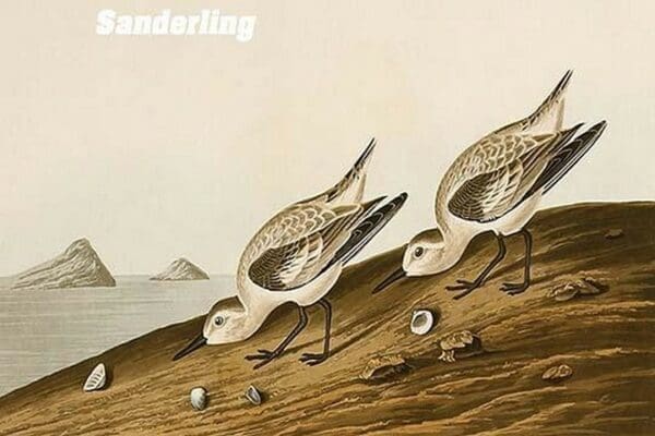 Sanderling by John James Audubon - Art Print