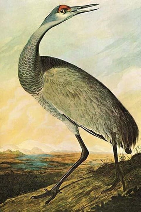 Sandhill Crane by John James Audubon - Art Print