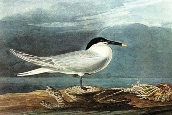 Sandwich Tern by John James Audubon - Art Print