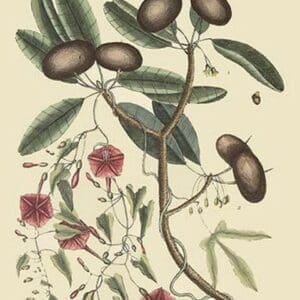 Sappadillo Tree & Bindweed by Mark Catesby #2 - Art Print