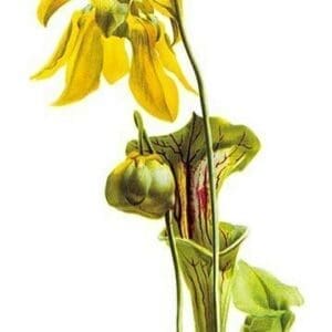 Sarracenia Flava by H.G. Moon - Art Print