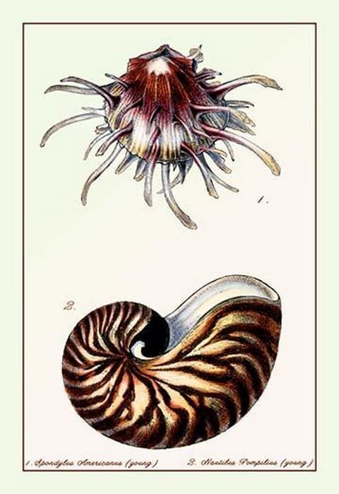 Scallop Over Nautilus by G.B. Sowerby - Art Print