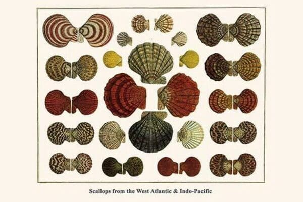 Scallops from the West Atlantic & Indo-Pacific by Albertus Seba - Art Print