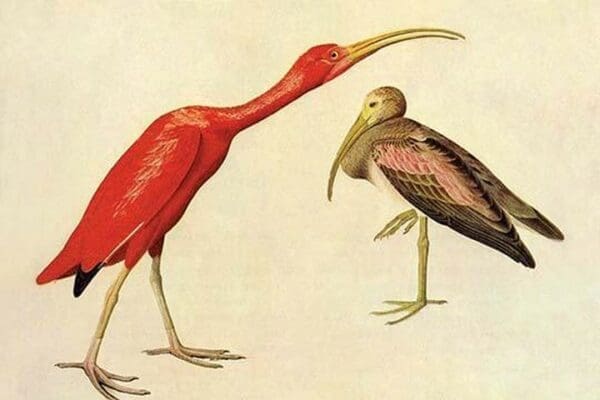 Scarlet Ibis by John James Audubon #2 - Art Print