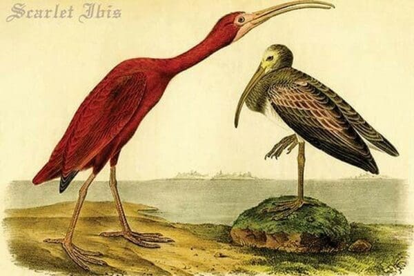 Scarlet Ibis by John James Audubon - Art Print