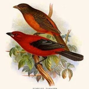 Scarlet Tanager by Frederick William Frohawk #2 - Art Print