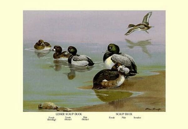 Scaup Duck by Allan Brooks - Art Print