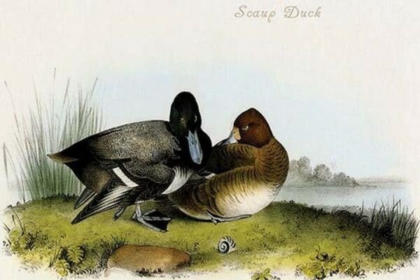 Scaup Duck by John James Audubon - Art Print