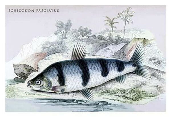 Schizodon Fasciatus by Robert H. Schomburgk - Art Print