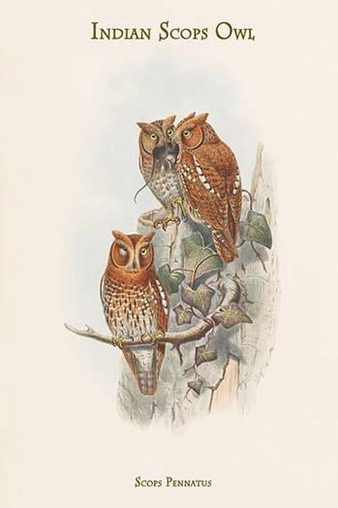 Scops Pennatus - Indian Scops Owl by John Gould - Art Print