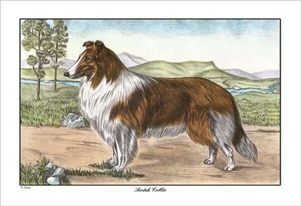 Scotch Collie by G. Reggio - Art Print