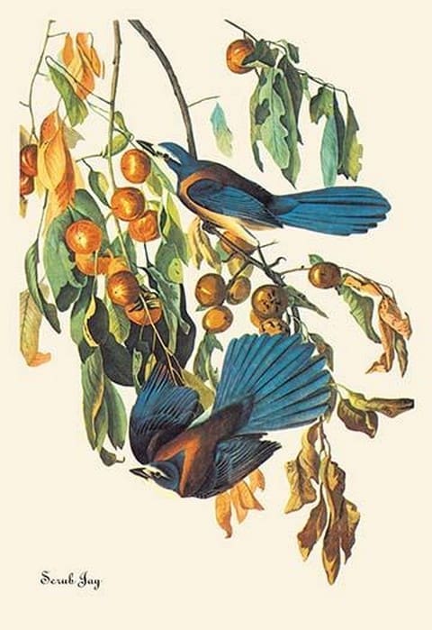 Scrub Jay by John James Audubon - Art Print