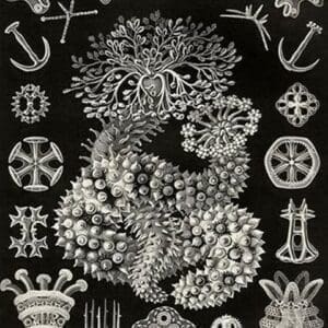 Sea Cucumbers by Ernst Haeckel - Art Print