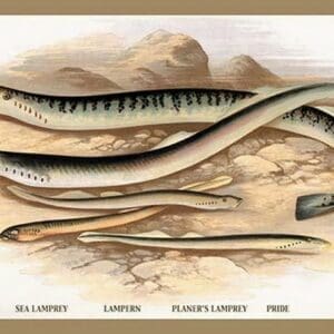 Sea Lamprey