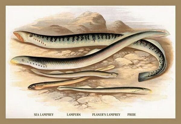 Sea Lamprey