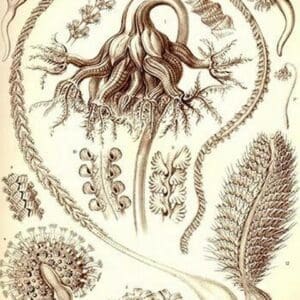 Sea Pens by Ernst Haeckel - Art Print