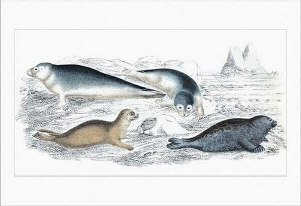 Seals by Heinrich V. Schubert - Art Print