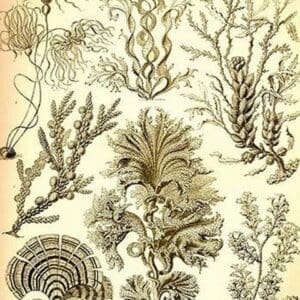 Seaweed by Ernst Haeckel - Art Print