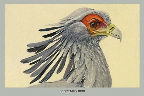 Secretary Bird by Louis Agassiz Fuertes - Art Print