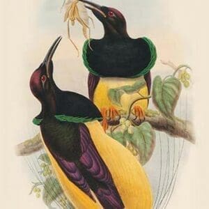 Seleucides Nigricans - Twelve-Wired Bird of Paradise by John Gould - Art Print