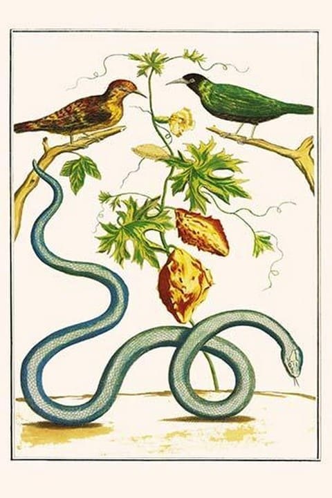 Serpents & birds by Albertus Seba - Art Print